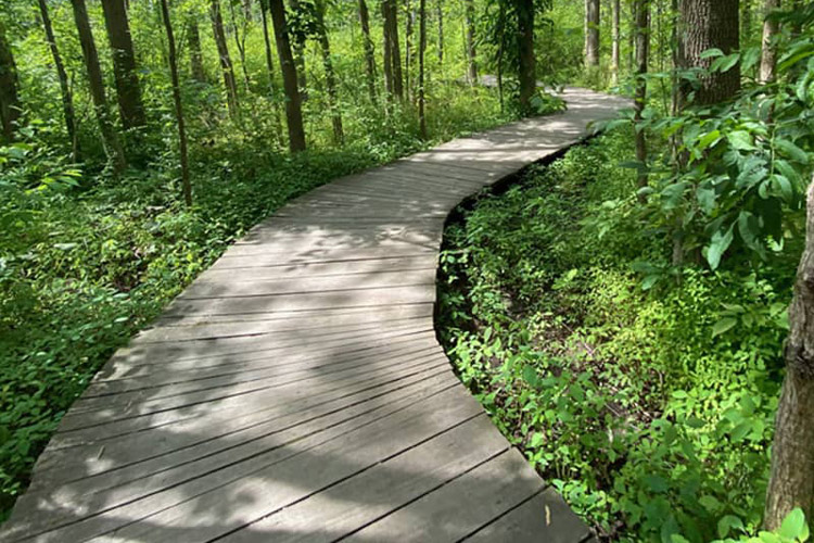 A wooden boardwalk through Asbury Woods in Erie PA